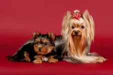 De ce este Yorkshire Terrier nu mănâncă York de ce nu mananca nici un poftei de mâncare