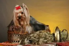 De ce este Yorkshire Terrier nu mănâncă York de ce nu mananca nici un poftei de mâncare