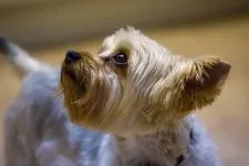 De ce este Yorkshire Terrier nu mănâncă York de ce nu mananca nici un poftei de mâncare