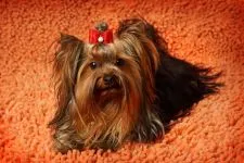 De ce este Yorkshire Terrier nu mănâncă York de ce nu mananca nici un poftei de mâncare