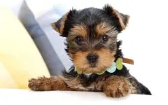 De ce este Yorkshire Terrier nu mănâncă York de ce nu mananca nici un poftei de mâncare