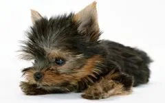 De ce este Yorkshire Terrier nu mănâncă York de ce nu mananca nici un poftei de mâncare