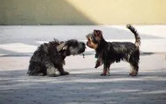 De ce este Yorkshire Terrier nu mănâncă York de ce nu mananca nici un poftei de mâncare