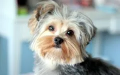 De ce este Yorkshire Terrier nu mănâncă York de ce nu mananca nici un poftei de mâncare