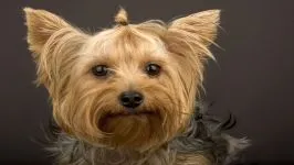 De ce este Yorkshire Terrier nu mănâncă York de ce nu mananca nici un poftei de mâncare