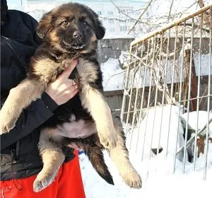 Miért kapok egy sérv egy német juhász kölyök, és hogyan kell kezelni azt