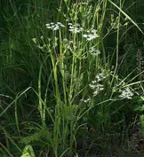 insecte benefice, sau entomofagilor alternativă ecologică la pesticide