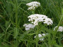 insecte benefice, sau entomofagilor alternativă ecologică la pesticide