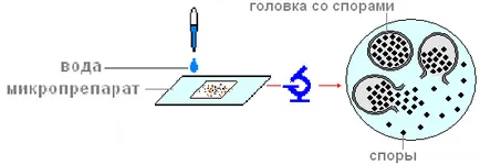 A gyakorlati munka „épület-penészgomba Mucor”