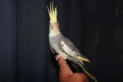 Hasmenés papagáj Corella Okok és kezelés