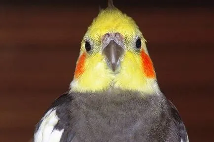 Diareea la papagal Corella cauze si tratament