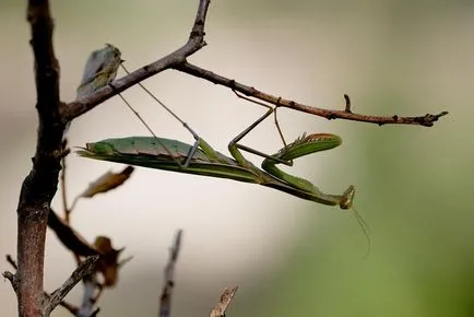 insecte benefice, sau entomofagilor alternativă ecologică la pesticide