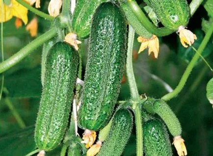 Късно сортове краставици за името на парникови, снимка, описание, видео