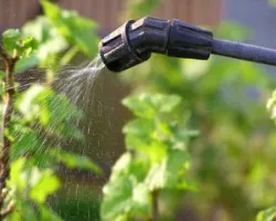 A karbamid spray formájában alkalmazott az őszi, tavaszi kezelés