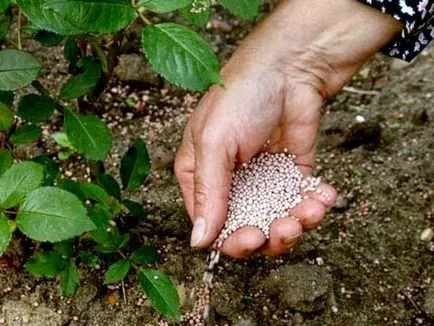 A karbamid spray formájában alkalmazott az őszi, tavaszi kezelés