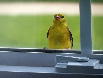 Знак на птицата се удари в прозореца и отлетя