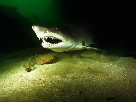 Primpogoda - японски акули море