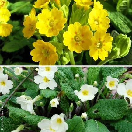 Primrose Garden - fotografie și specii (auriculară, Ushkova, Siebold și altele), dachasadovnika