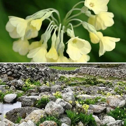 Primrose Garden - fotó és fajok (pitvari, Ushkova, Siebold és mások), dachasadovnika