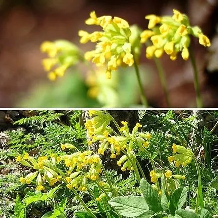 Primrose Garden - fotó és fajok (pitvari, Ushkova, Siebold és mások), dachasadovnika