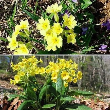 Primrose Garden - fotó és fajok (pitvari, Ushkova, Siebold és mások), dachasadovnika