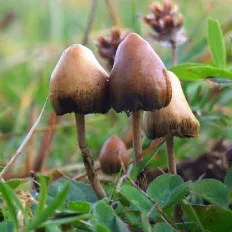 Psilocybe semilanceata (Psilocybe semilanceata)