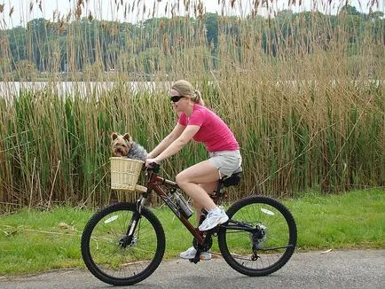 Plimbare câinele cu bicicleta - în cazul în care pentru a începe