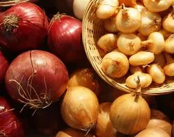 Rassorka Onion