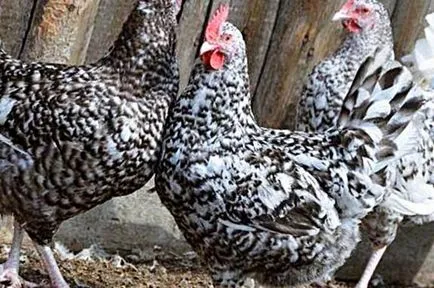 Pushkinskaya fajta csirkék - a leírás, fotó, videó, vélemény