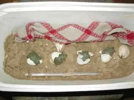 broască țestoasă Reproducere krasnouhih la domiciliu - faună