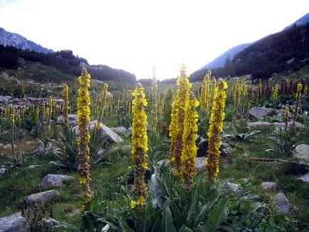Ökörfarkkóró növény királyi jogar növekvő magról, gondoskodás, fotó