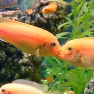 Рибни целувки с други риби