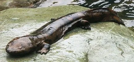 A legnagyobb állat a világon, az elefánt a pók