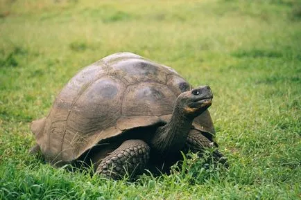 A legnagyobb állat a világon, az elefánt a pók