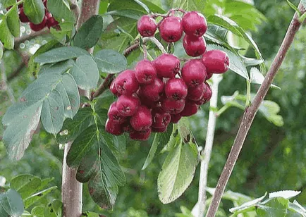 Rowan a kertben, gyönyörű ötletek a kertben