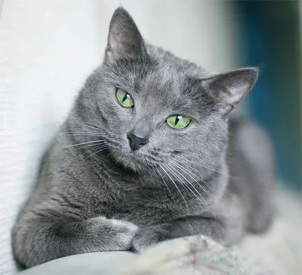 Orosz kék macska fajta háziállat