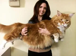 A világ leghosszabb macskája akarja, hogy egyedül maradt - BBC orosz Service