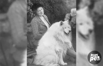 origine câine Samoyed și istoria rasei