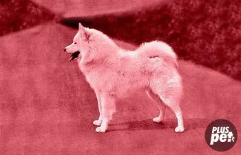 origine câine Samoyed și istoria rasei