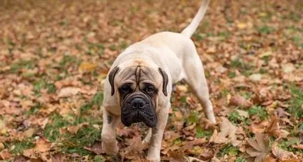 pui Bullmastiff de conținut, de îngrijire, formare, nutriție adecvată și educație