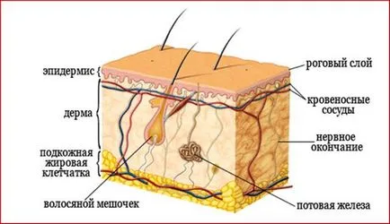 Seboriyny okát dermatitis és a kezelés