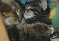 pisică Bastet Siberian KLX