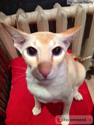 Sziámi - „igazi sziámi macska, nem Thai! „A felhasználók véleménye