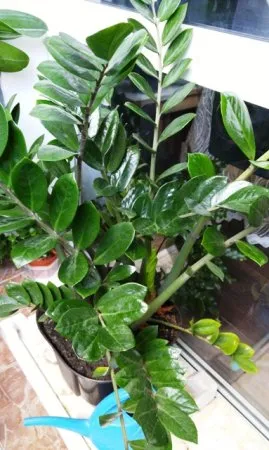 Zamioculcas szaporodás és gondozás