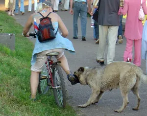 Protecția împotriva câinilor pe o bicicletă, Protejați-te