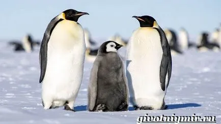 Животни от Антарктика