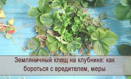 Ягодов акар на ягоди, как да се справят с мерките за предотвратяване на вредителите