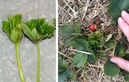 Eper atka a szamóca, hogyan kell kezelni a kártevők elleni védekezés intézkedések