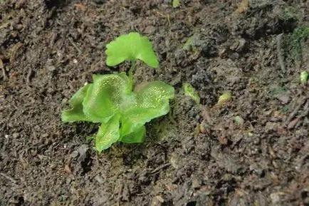 Zarostok ferigă arata ca ceea ce este ce fel ferigă zarostok (foto)