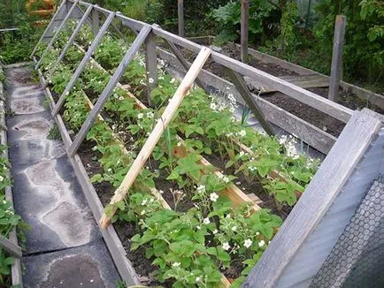 Eper mag termesztése üvegházban nyílt terepen, ültetés szamócapalántákat, gondoskodás,